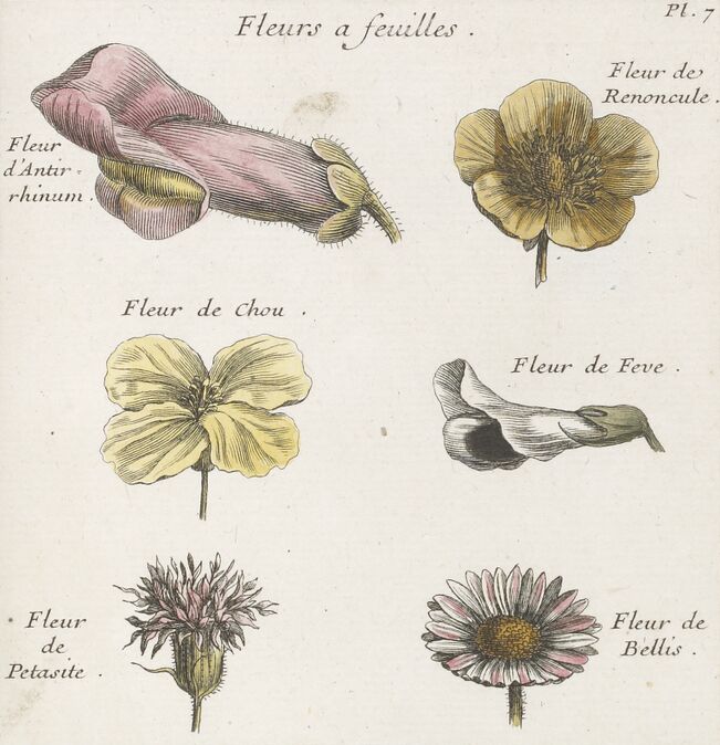  Joseph Pitton de Tournefort, Elemens de botanique, ou Methode pour connoître les plantes. Tome II. Imprimerie royale, Paris, 1694.