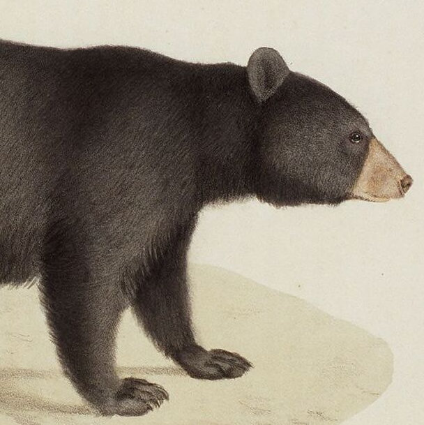 Histoire naturelle des mammifères, t. II / Etienne Geoffroy Saint-Hilaire, Frédéric Cuvier. Paris : C. de Lasteyrie, 1819. Histoire naturelle des mammifères, t. II / Etienne Geoffroy Saint-Hilaire, Frédéric Cuvier. Paris : C. de Lasteyrie, 1819.