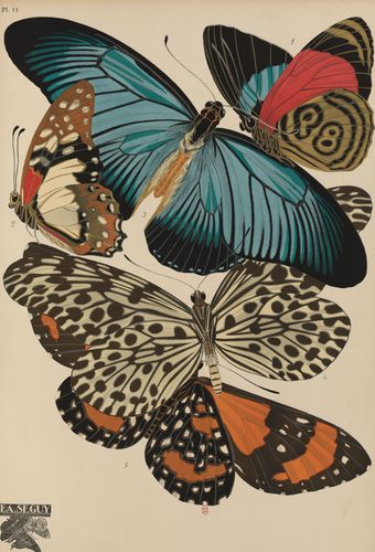 Papillons, Émile-Allain Séguy, Tolmer éditeur, Paris, 1925
